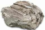 Petrified Wood Section with Sparkling Quartz - Arizona #305468-1